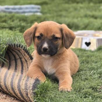 Puppy 6 -  Spaniel and Mixed Breed Dog Available for Adoption in Snyder, Texas - Puppy 6 | PetCurious