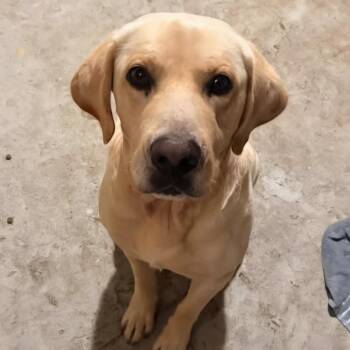 RIMI -  Yellow Labrador Retriever Dog for Adoption in Chicopee, Massachusetts - RIMI | PetCurious