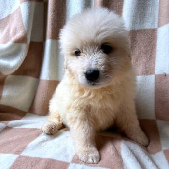 Capri -  Great Pyrenees and Mixed Breed Dog for Adoption - Capri | PetCurious