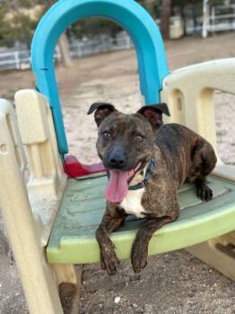 American Staffordshire Terrier Dogs Available for Adoption in Hesperia, California - Millie | PetCurious