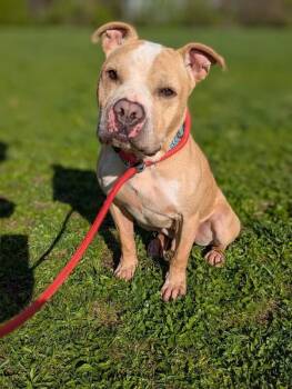 Louie -  Mixed Breed Dog for Adoption in Cincinnati, Ohio - Louie | PetCurious