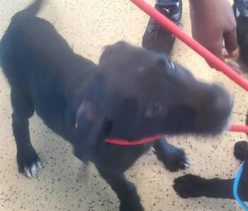 MOONLIGHT -  Schnauzer and Mixed Breed Dog for Adoption in St. Louis, Missouri - MOONLIGHT | PetCurious