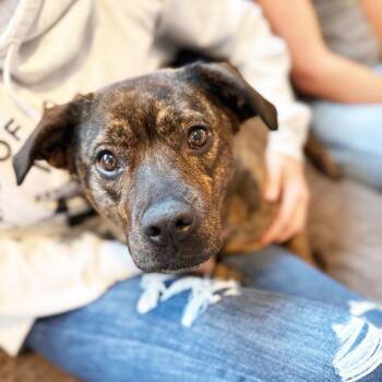 Nesta -  Mixed Breed Dog for Adoption in Oshkosh, Wisconsin - Nesta | PetCurious
