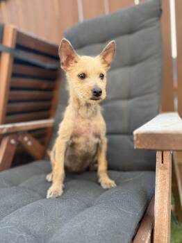 TIny Toes -  Cairn Terrier Dog for Adoption in Los Angeles, California - TIny Toes | PetCurious