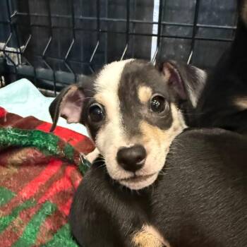 Chihuahua Dogs Available for Adoption - Ross | PetCurious