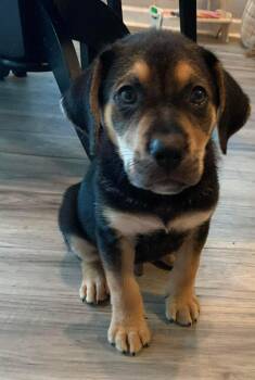 Vance -  Retriever Dog for Adoption in Wando, South Carolina - Vance | PetCurious