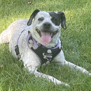 Gypsy -  Australian Cattle Dog Blue Heeler and American Bulldog Dog for Adoption in Shakopee, Minnesota - Gypsy | PetCurious