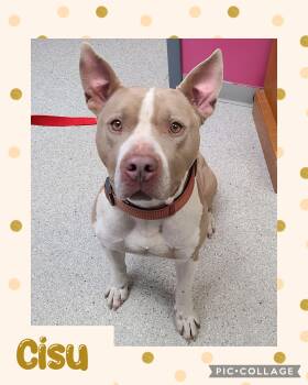 Cisu -  Pit Bull Terrier Dog Available for Adoption in Iron River, Michigan - Cisu | PetCurious