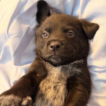Scar -  Australian Cattle Dog Blue Heeler and Black Labrador Retriever Dog for Adoption in Beulaville, North Carolina - Scar | PetCurious