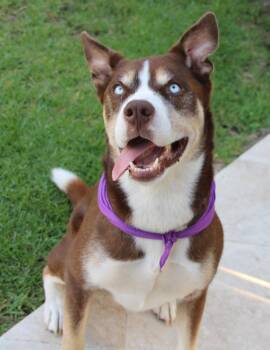 Shepherd Dogs Available for Adoption - Rio | PetCurious