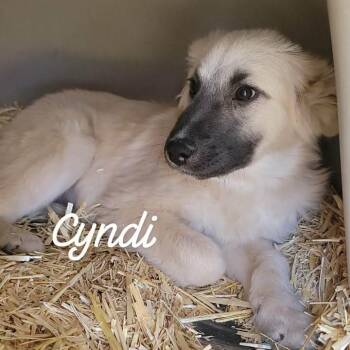 Great Pyrenees and Mixed Breed Dogs Available for Adoption - Cyndi | PetCurious