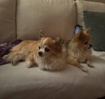 Rescue Chihuahua Dogs for Adoption in Rancho Santa Margarita, California - Rocco And Rudy | PetCurious