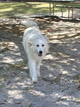 Great Pyrenees Dogs Available for Adoption in Carthage, North Carolina - Penny | PetCurious