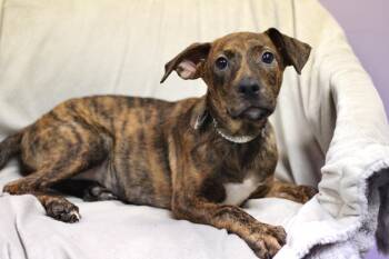 Pillsbury in NH. Come Meet our Adoptable Dogs Wednesday-Saturday -  Boxer Dog for Adoption in Manchester, New Hampshire - Pillsbury In NH. Come Meet Our Adoptable Dogs Wednesday-Saturday | PetCurious