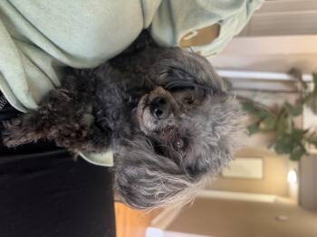 Poodle Dogs Available for Adoption - Millie | PetCurious