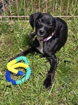 Rory -  Mixed Breed Dog Available for Adoption in Milton, Delaware - Rory | PetCurious