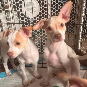 Daisy -  Chihuahua Dog for Adoption in Allen, Texas - Daisy | PetCurious