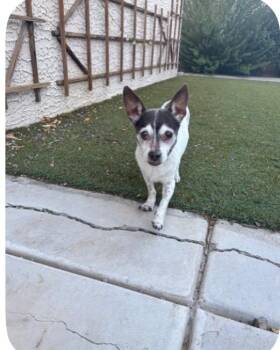 Zero -  Chihuahua Dog for Adoption in Las Vegas, Nevada - Zero | PetCurious