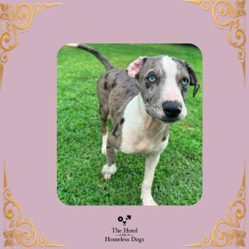 Artica -  Catahoula Leopard Dog and Mixed Breed Dog for Adoption in Cumberland, Rhode Island - Artica | PetCurious