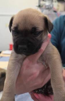 Froggy -  Terrier Dog for Adoption in Brookings, Oregon - Froggy | PetCurious
