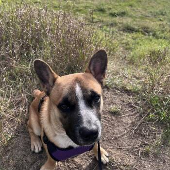 Uno -  French Bulldog Dog for Adoption in Brainerd, Minnesota - Uno | PetCurious