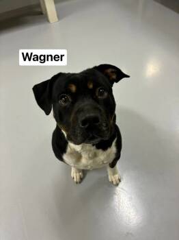 Rescue Pit Bull Terrier Dogs for Adoption in Topeka, Kansas - Wagner | PetCurious