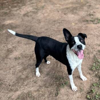 Rescue Cattle Dog Dogs for Adoption - Glory | PetCurious