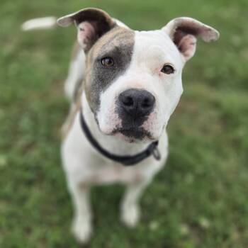 Kia -  Mixed Breed Dog for Adoption in Madison, Wisconsin - Kia | PetCurious
