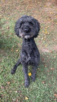 Tank -  Standard Poodle Dog for Adoption in Walker, Louisiana - Tank | PetCurious