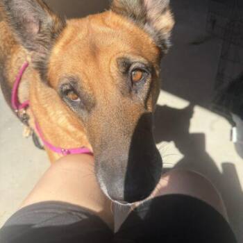 Zona -  German Shepherd Dog Dog for Adoption in Glendale, Arizona - Zona | PetCurious
