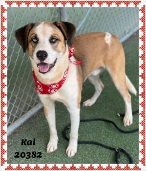 KAI -  Shepherd Dog for Adoption in Marietta, Georgia - KAI | PetCurious