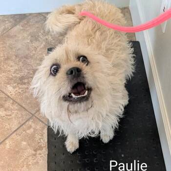Terrier Dogs Available for Adoption in Las Vegas, Nevada - Paulie F NV | PetCurious