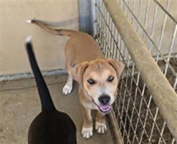 COOPER -  Labrador Retriever and German Shepherd Dog Dog for Adoption in South Lake Tahoe, California - COOPER | PetCurious