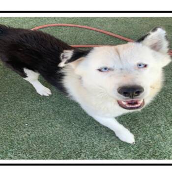 Iggy -  Alaskan Malamute and American Staffordshire Terrier Dog Available for Adoption in Apache Junction, Arizona - Iggy | PetCurious