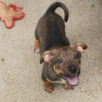 Biscuit -  Dachshund and Mixed Breed Dog for Adoption in Cleveland, Tennessee - Biscuit | PetCurious