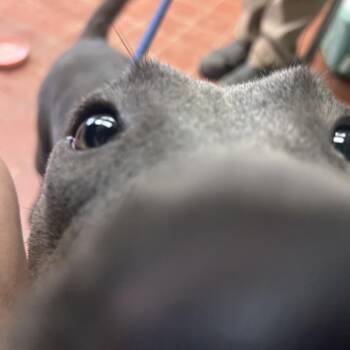 Ursula -  Pit Bull Terrier and Mixed Breed Dog for Adoption in West Point, Mississippi - Ursula | PetCurious