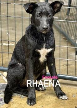 Rhaena -  Labrador Retriever Dog for Adoption in Pembroke, Massachusetts - Rhaena | PetCurious