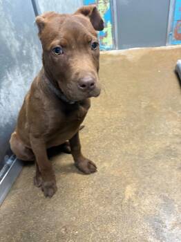 Labrador Retriever Dogs Available for Adoption - Sophie | PetCurious