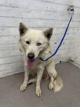 HONEYDEW -  Siberian Husky Dog for Adoption in San Bernardino, California - HONEYDEW | PetCurious