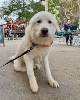 Alabaster -  Great Pyrenees Dog for Adoption in New York, New York - Alabaster | PetCurious