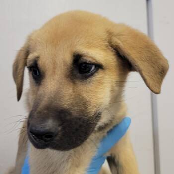 Belgian Shepherd Malinois and Anatolian Shepherd Dogs Available for Adoption - Godrick | PetCurious