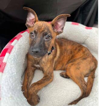 Guinness (AO36803) -  Boxer Dog for Adoption in Kansas City, Kansas - Guinness (AO36803) | PetCurious