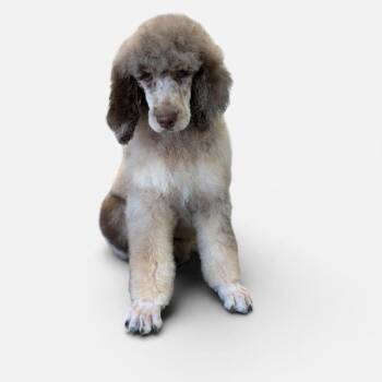 Standard Poodle Dogs Available for Adoption in Phoenix, Arizona - Mozart | PetCurious