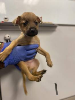 Shepherd Dogs Available for Adoption in Victorville, California - Ralph | PetCurious