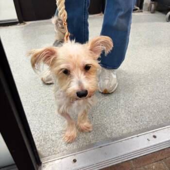 Henry -  Yorkshire Terrier Dog for Adoption in Oak Brook, Illinois - Henry | PetCurious