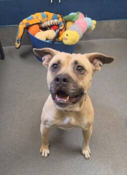 Zora -  American Bully Dog for Adoption in Amherst, Virginia - Zora | PetCurious