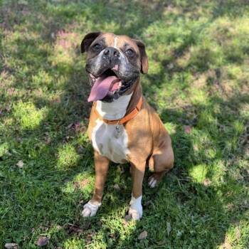 Rescue Boxer Dogs for Adoption in Shinnston, West Virginia - Gunner | PetCurious