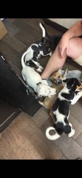 Ms.Spot -  Dalmatian and Border Collie Dog for Adoption in Haslet, Texas - Ms.Spot | PetCurious