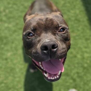 Bridger -  Pit Bull Terrier Dog for Adoption in Chatham, Virginia - Bridger | PetCurious