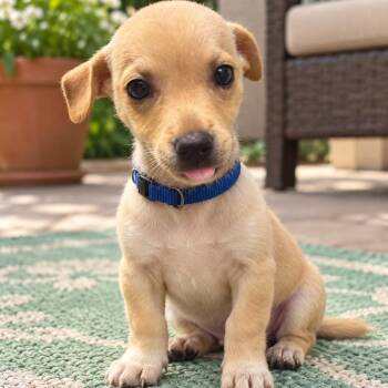 Buck -  Chiweenie Dog for Adoption in Crosby, Texas - Buck | PetCurious